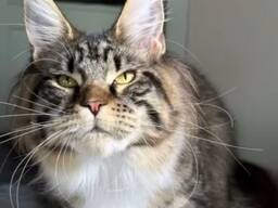 Gatti di razza Maine Coon. Documentazione completa. Ottimo pedigree.