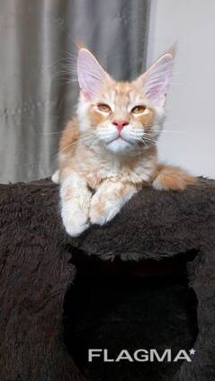 Gattini di razza Maine Coon. Documentazione completa. Ottimo pedigree.