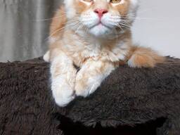 Gattini di razza Maine Coon. Documentazione completa. Ottimo pedigree.