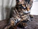 Gattini di razza Maine Coon. Documentazione completa. Ottimo pedigree. - фото 1