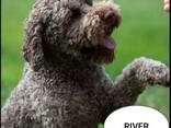 Lagotto romagnolo - photo 6