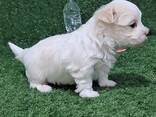 Maltese puppy - photo 1
