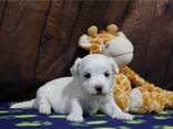 Maltese puppy - photo 2