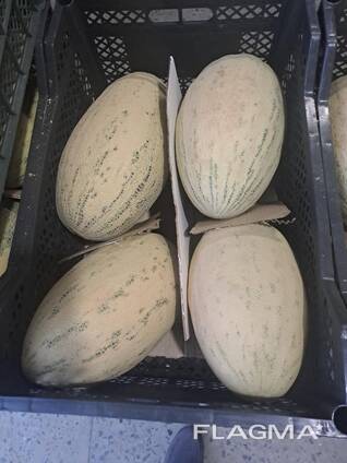 Meloni dall'Uzbekistan