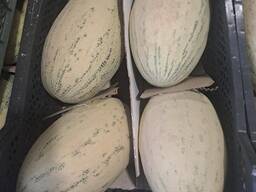 Meloni dall'Uzbekistan