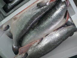 salmone norvegese