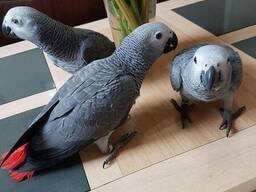 Pappagalli cenerini. A