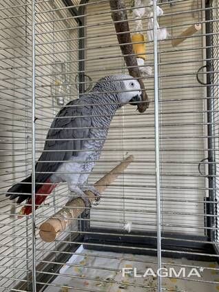 Pappagallo cenerino africano