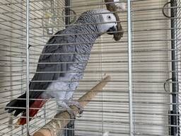 Pappagallo cenerino africano