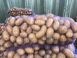 Polish potatoes: Vineta, Soraya, Queen Anne and others.