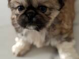 Pechinese - photo 2