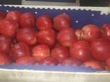Polish apples (wide range of varieties) - photo 1
