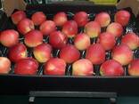 Polish apples (wide range of varieties) - photo 3