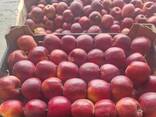 Polish apples (wide range of varieties) - фото 6