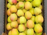 Polish apples (wide range of varieties) - фото 7