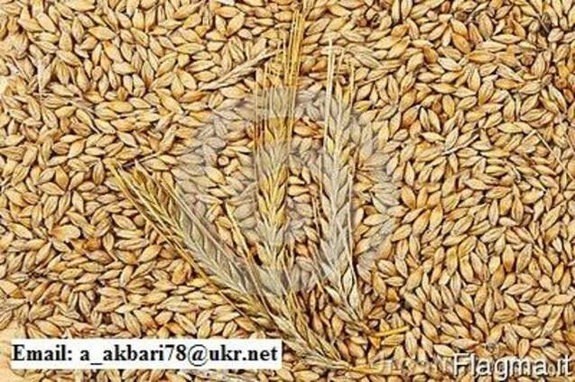 Продам Ячмень и Пшеницу и Кукуруза
