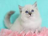Продаю прекрасных Невских Маскарадных котят - photo 5