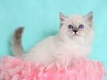 Продаю прекрасных Невских Маскарадных котят - photo 8