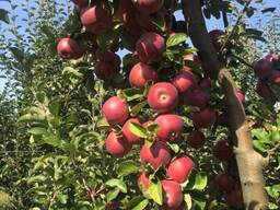 Vendita di azienda agricola