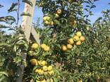 Vendita di azienda agricola