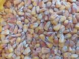 Пшениця 1-2й клас, соя, врожай 2022, кукурудза (Wheat, corn, soybean, harvest 2022