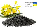 Rapeseed \ Рапс - фото 1