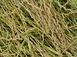 Semi di erbe foraggere perenni - фото 2