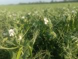 Semi di erbe foraggere perenni - фото 13
