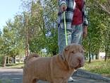 Cucciolo di Sharpei - photo 1