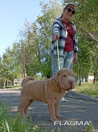 Cucciolo di Sharpei