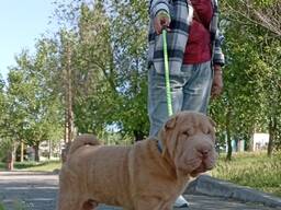 Cucciolo di Sharpei