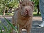 Cucciolo di Sharpei - photo 3