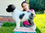 Щенки тибетского терьера - фото 2