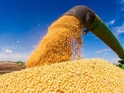 Soybeans Non GMO
