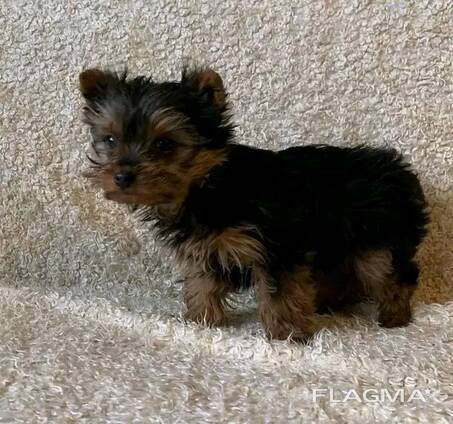 Cuccioli di Yorkshire Tea Cut