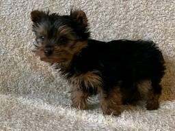 Cuccioli di Yorkshire Tea Cut