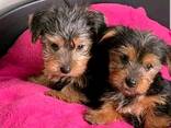 Cuccioli Yorkshire - photo 2