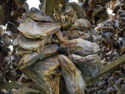 Stockfish Cod, dried best quality, delivery at doorstep at best prices