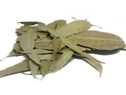 Vendita di "Eucalipto (Eucalyptus Leaves)" all'ingrosso dal produttore ai prezzi migliori