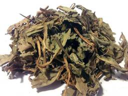 Vendita di "Fagiolo a tre foglie" all'ingrosso dal produttore ai prezzi migliori