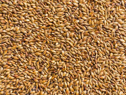 Vendo grano 3cl. con proteine 11,5%