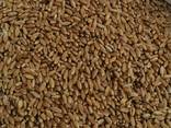 Selling 3000 tons of durum wheat. пшеница - фото 1