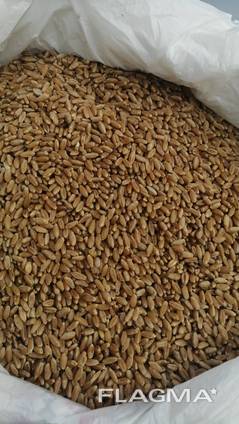Selling 3000 tons of durum wheat. пшеница
