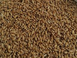 Selling 3000 tons of durum wheat. пшеница