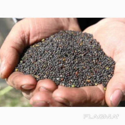 Vendo colza a partire da 500 t, non OGM, a condizioni FCA