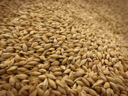Wheat for feed and food Non GMO