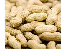 Wholesale Jumbo Peanuts 100% Natural Peanut Kernels Cheap Unshell Raw Peanuts