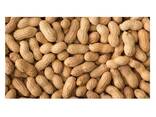 Wholesale Jumbo Peanuts 100% Natural Peanut Kernels Cheap Unshell Raw Peanuts - фото 3